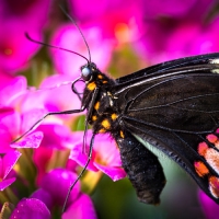 Fotoexkursion: Tropische Schmetterlinge - exklusiv  In der Allgäuer "Schmetterling Erlebniswelt" in Pfronten 